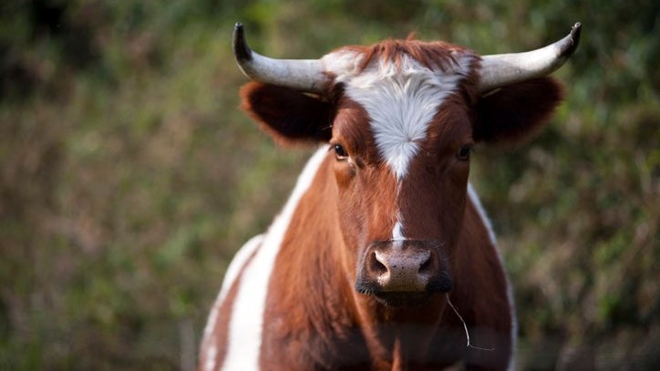 Im Mühlviertel wurde eine 25-jährige Schwangere von einem Stier verletzt. Sie musste ins Spital gebracht werden. (Symbolfoto).