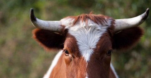 Im Mühlviertel wurde eine 25-jährige Schwangere von einem Stier verletzt. Sie musste ins Spital gebracht werden. (Symbolfoto).