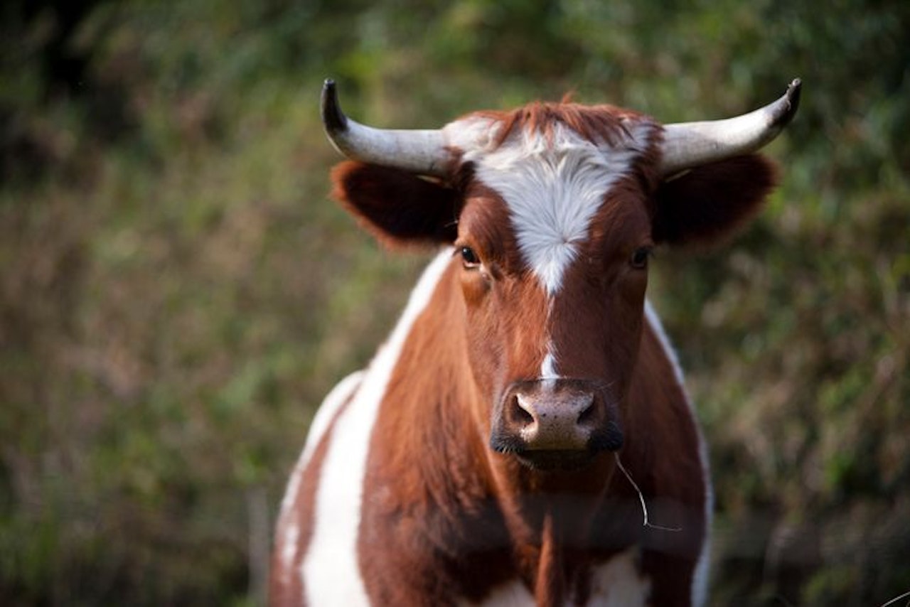 Heute.at - Mann von Stier attackiert und schwer verletzt
