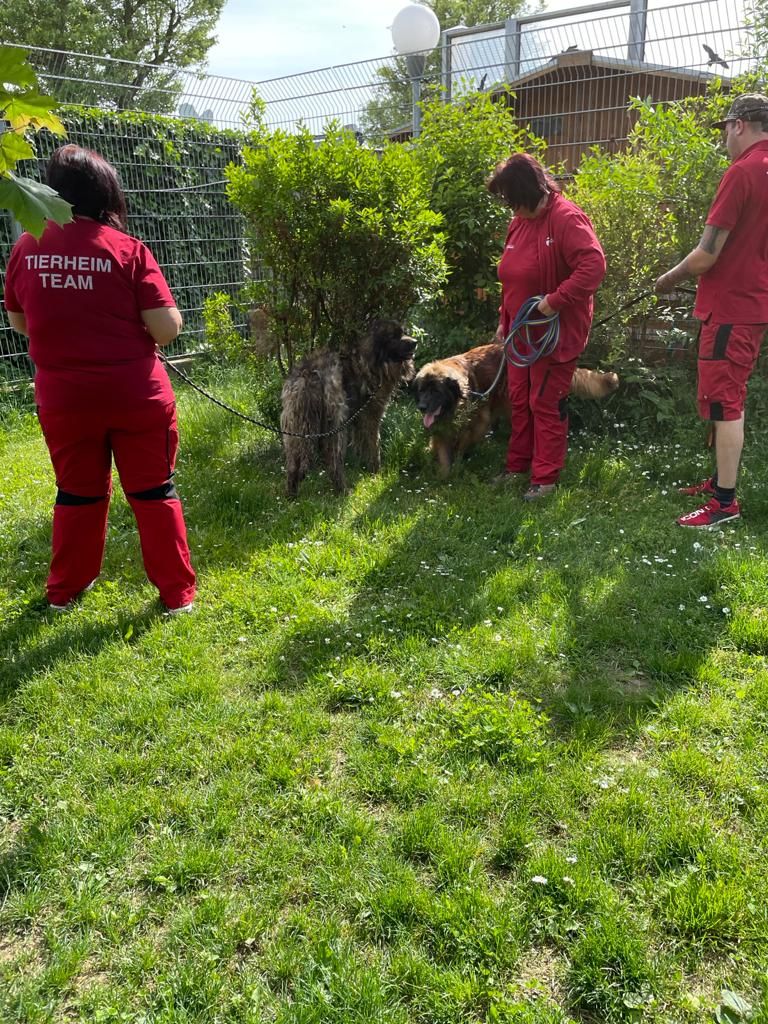 Die geretteten Hunde