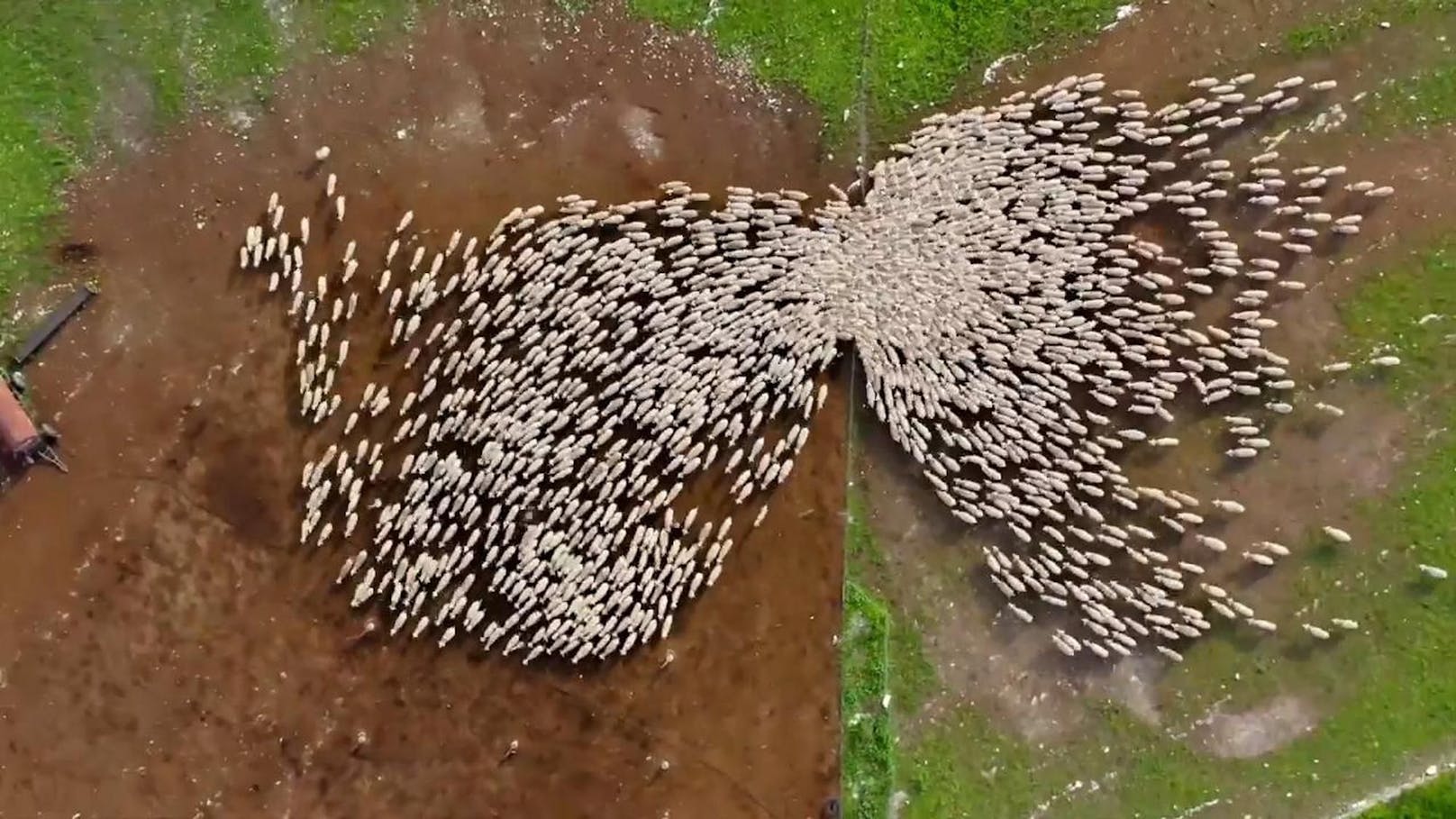 Faszinierende Luftaufnahmen: Bis zu 1700 Schafe gehörten zur Herde, die Lior Patel filmte.