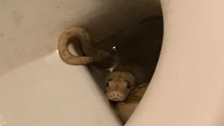 Der Python verbarg sich in der Toilette.