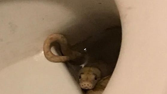 Der Python verbarg sich in der Toilette.