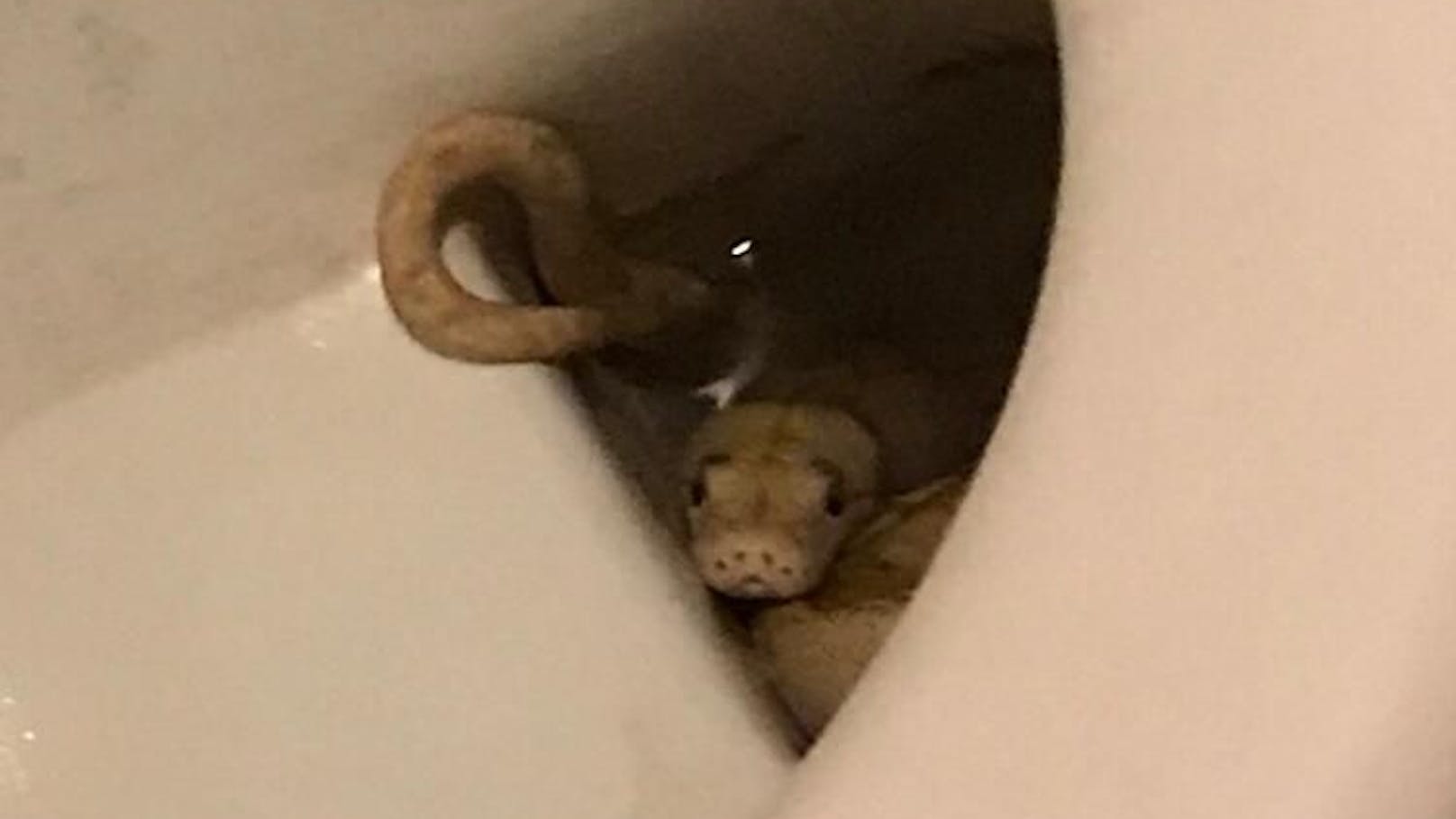 Der Python verbarg sich in der Toilette.