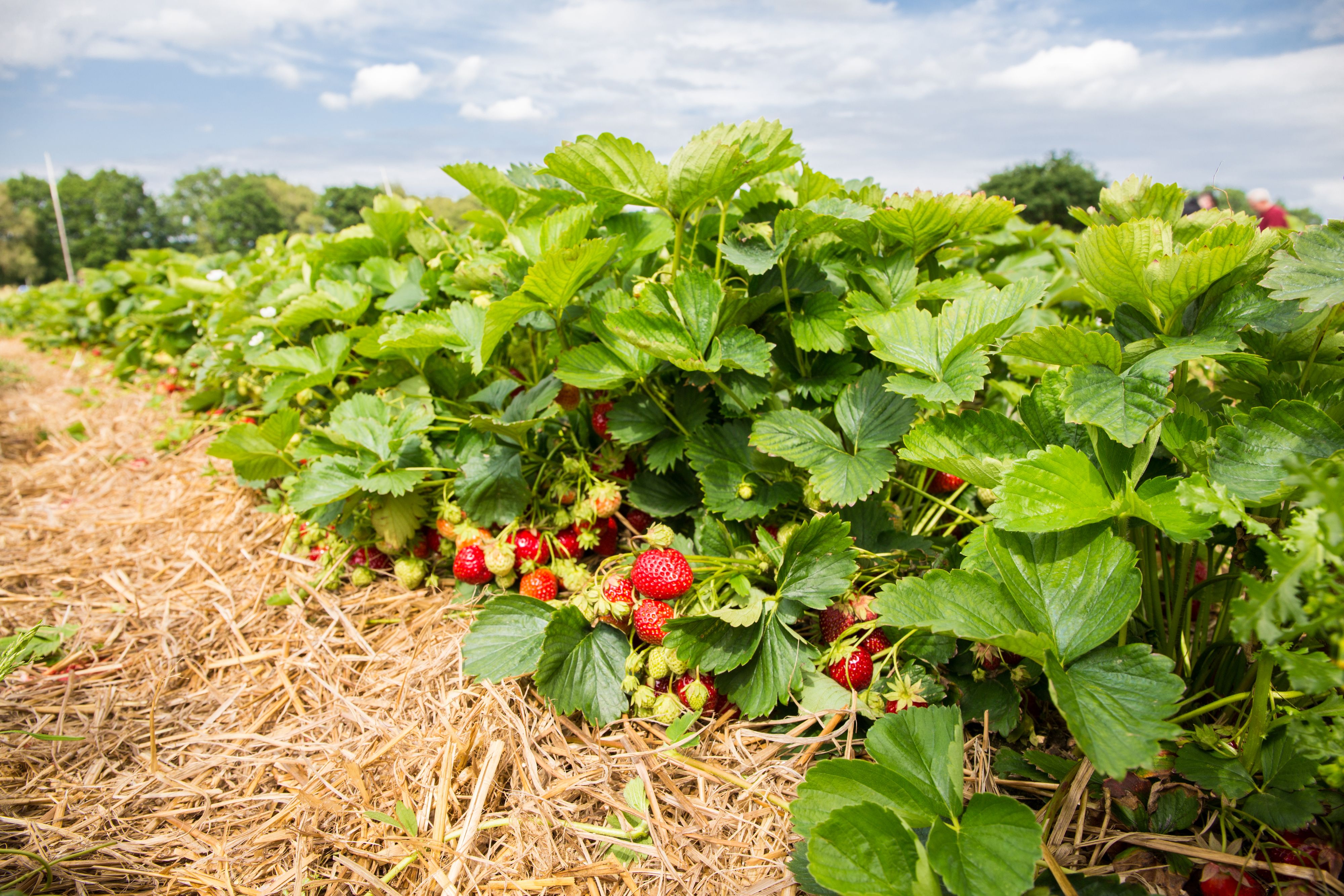 Die Erdbeersaison ist im Laufen