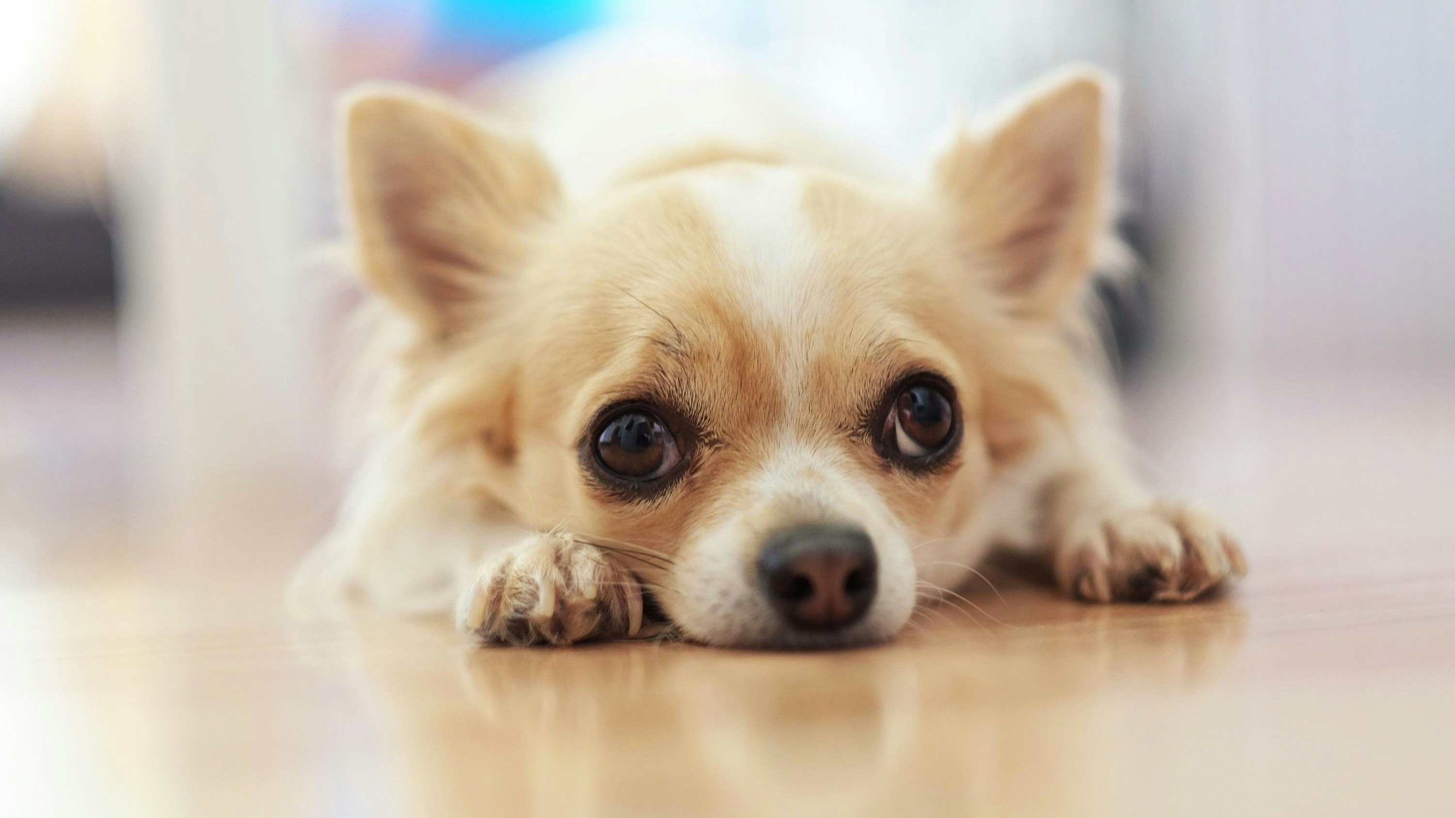 Einem kleinen Chihuahua-Rüden wurde etwas Schlimmes angetan... 