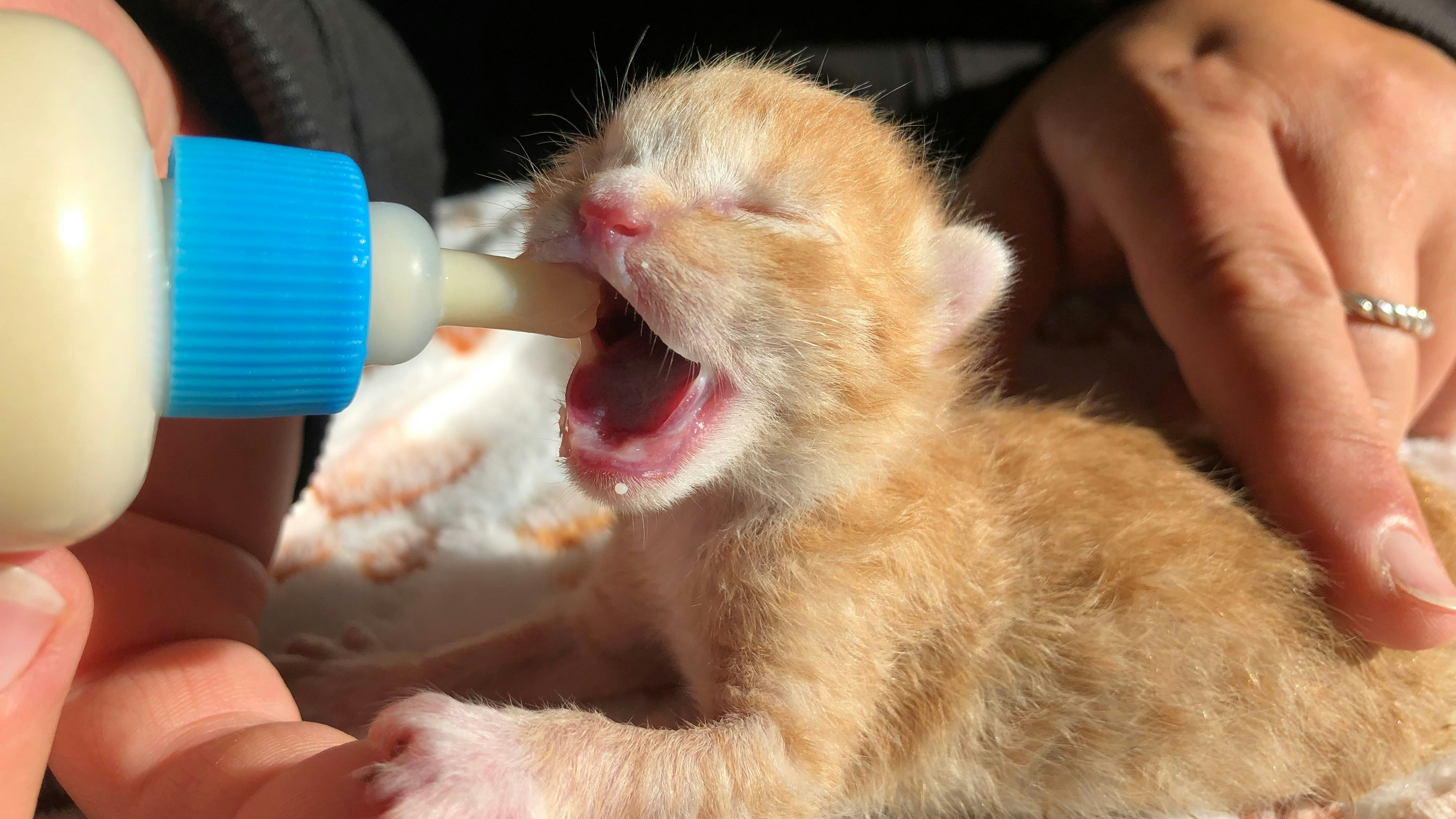 Das kleine Kätzchen wird nun liebevoll per Handaufzucht aufgepäppelt. 