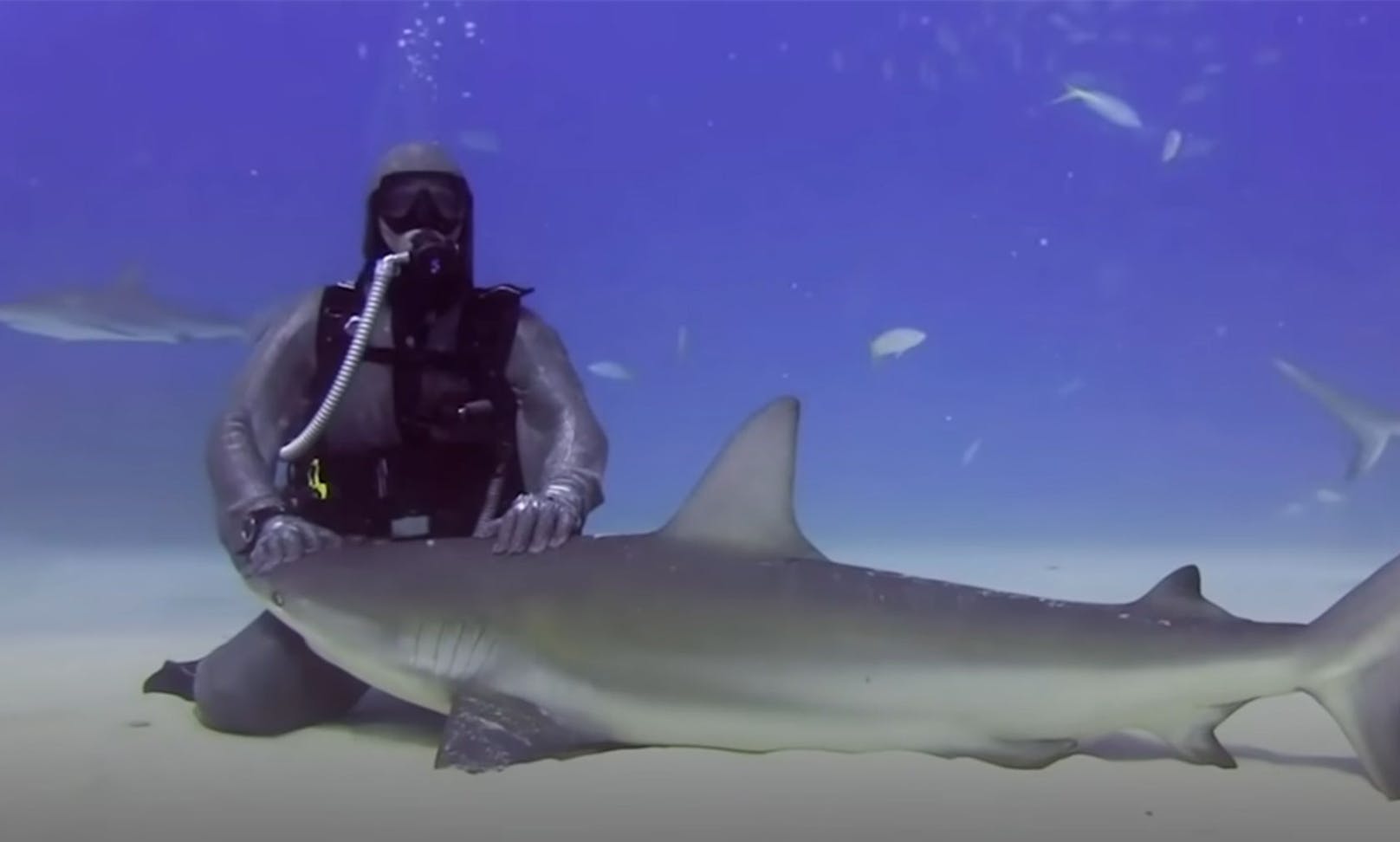 Höhlentaucherin Cristina Zenato entfernte 300 Angelhaken aus Haien. Nun wird sie geliebt. 