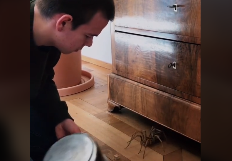 Autos machen einen Salto und Spinnen tanzen zur Musik: Das ist auf dem Tiktok-Kanal von Nik Kottmann zu sehen.