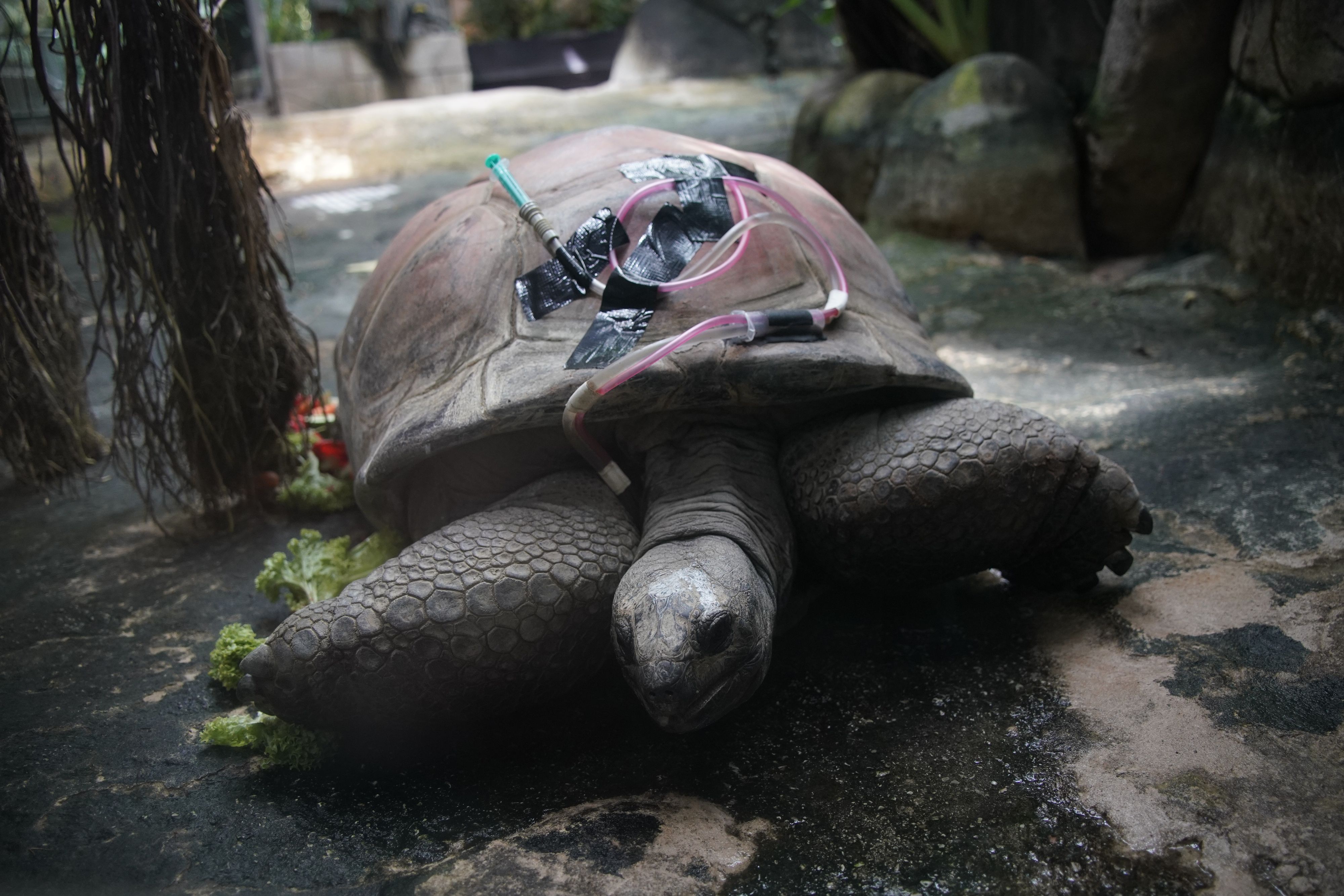 Schurli wird mit einer Magensonde ernährt