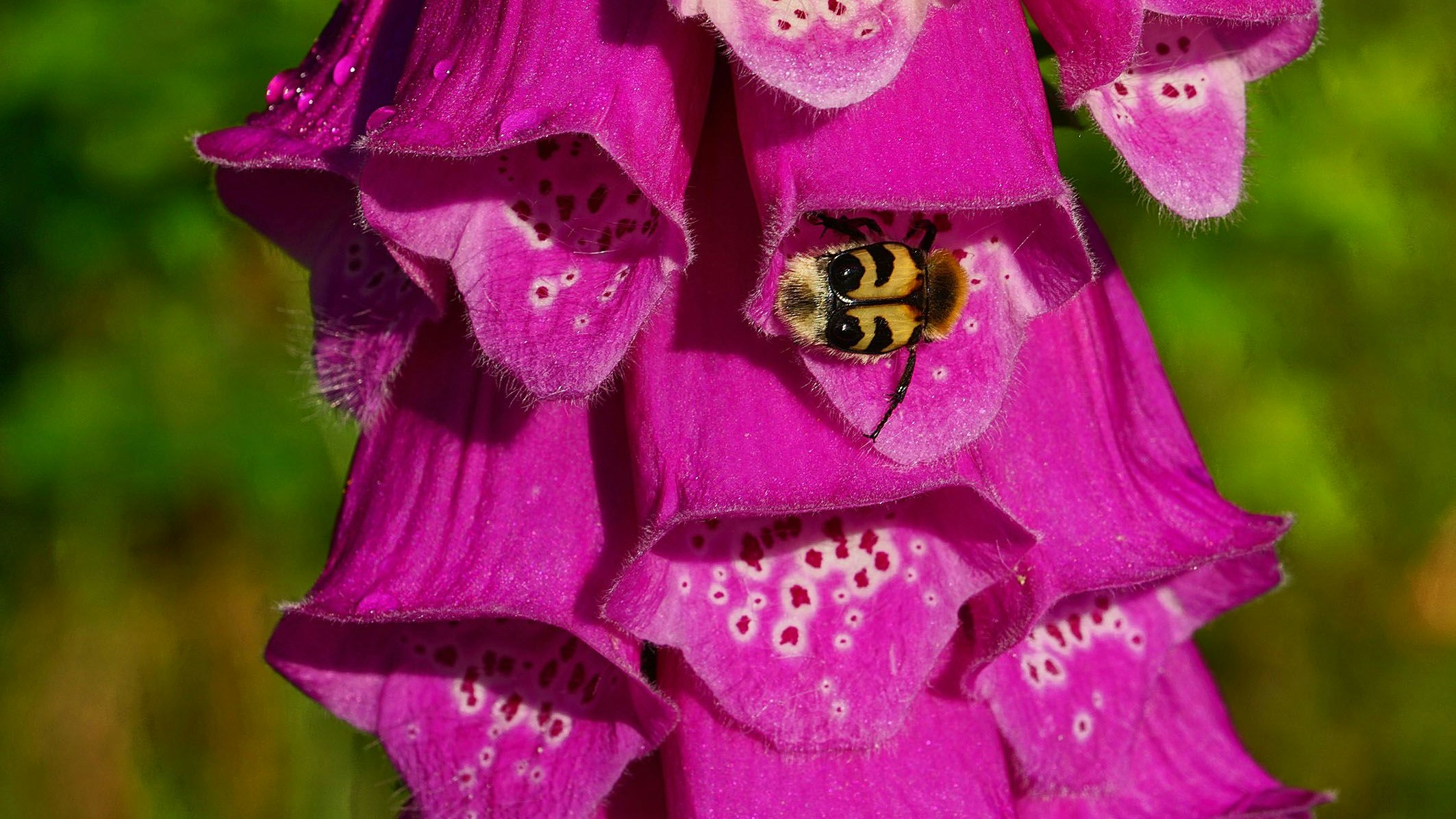 Bunte Pracht eines Roten Fingerhuts im Sommer – für Menschen aber gefährlich.