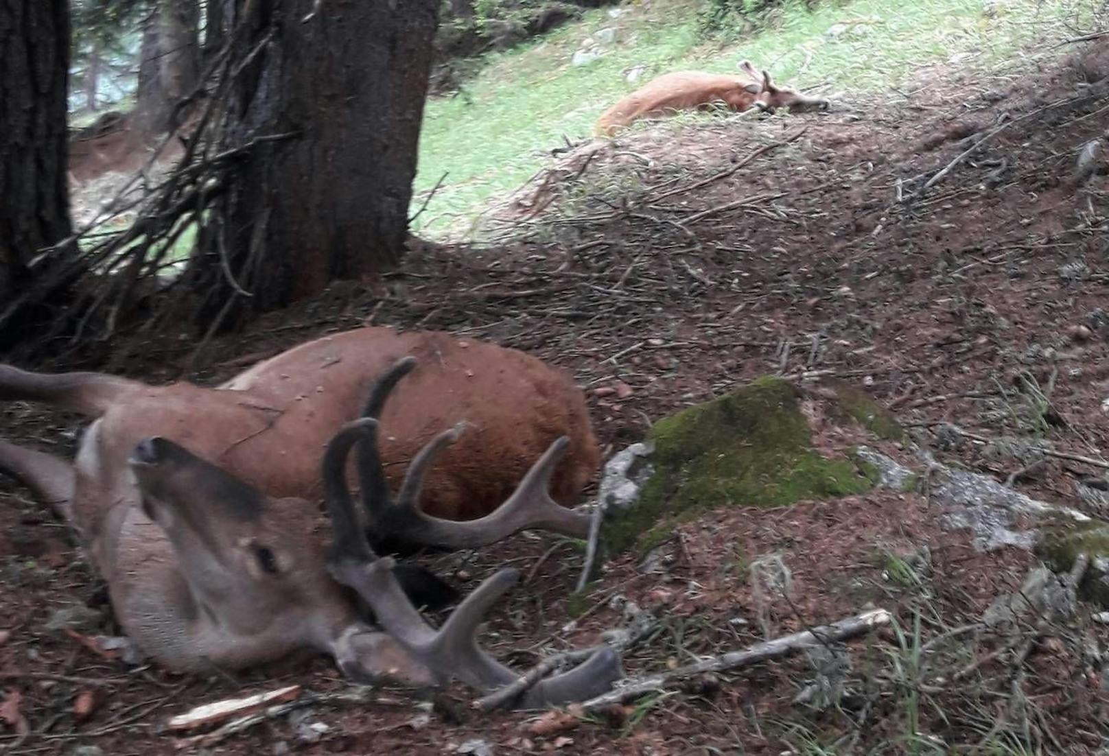 Drei Hirsche wurden in Osttirol nach einem Blitzeinschlag getötet.