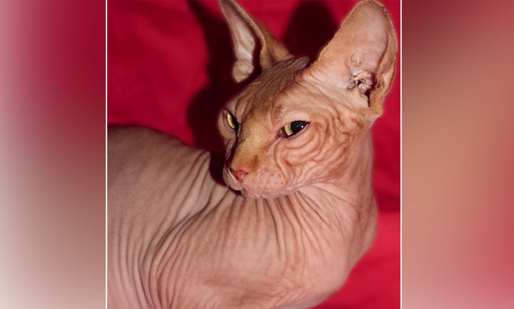 So sah "Jasper" zum Zeitpunkt seiner Adoption 2009 aus. 