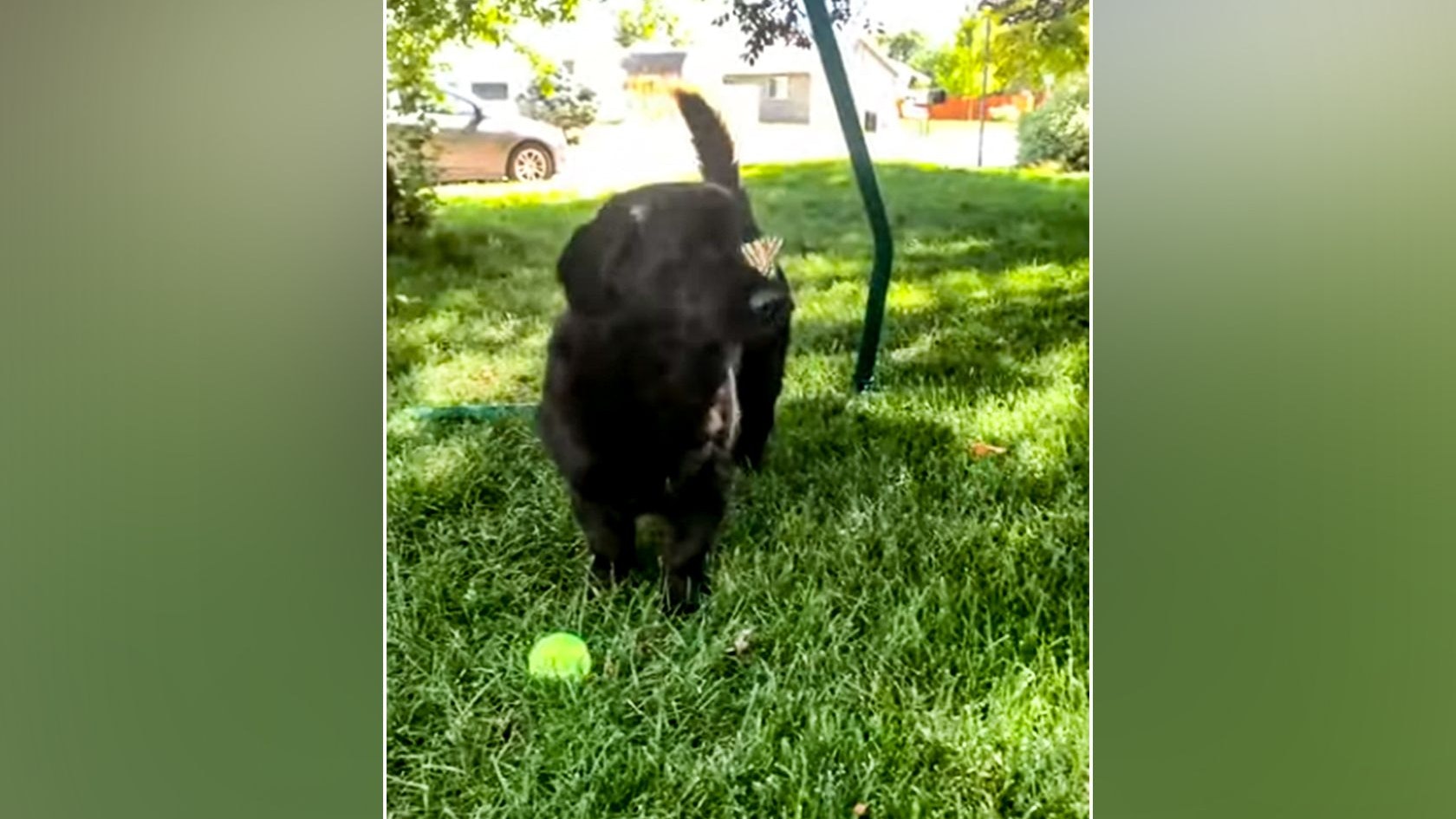 Der kleine "Gordo" schielt den Schmetterling auf seiner Nase regelrecht an. Putzig!