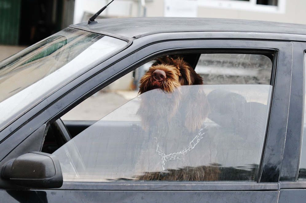 Jedes Jahr aufs Neue wird das Auto zur Todesfalle für den Hund. 