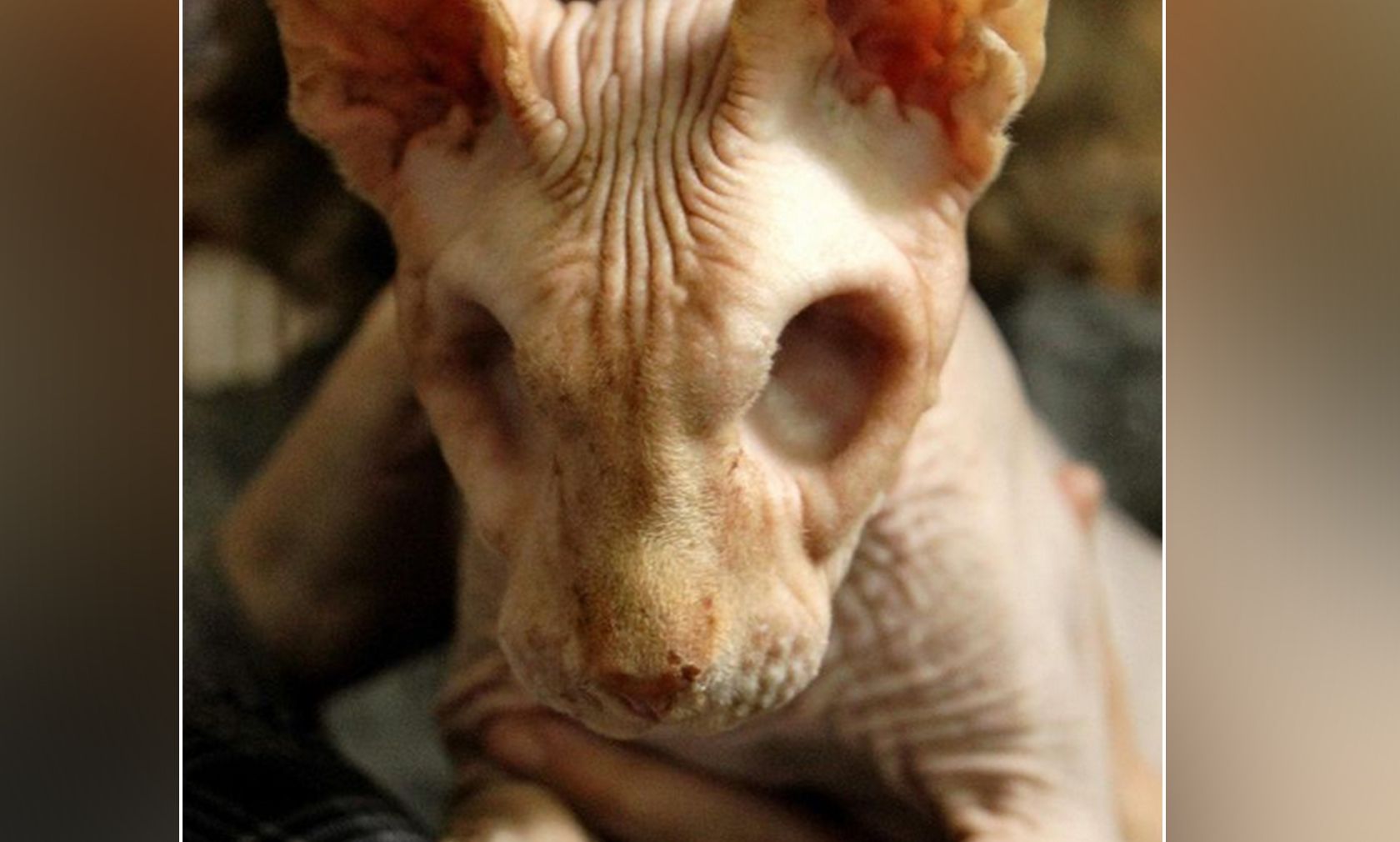 "Jasper oder Jazzy" bekam mehrere starke Infektionen, die ihm beide Augen kosteten. 