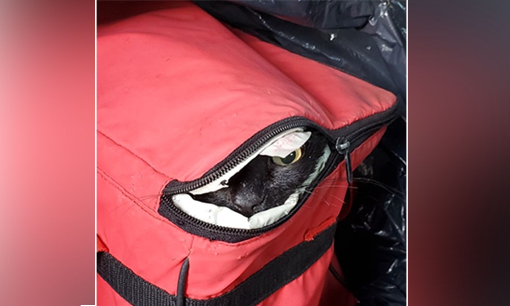 Die kleine, schwarze Katze "Juliane" hätte nicht viel länger in der Kühlbox überlebt. 