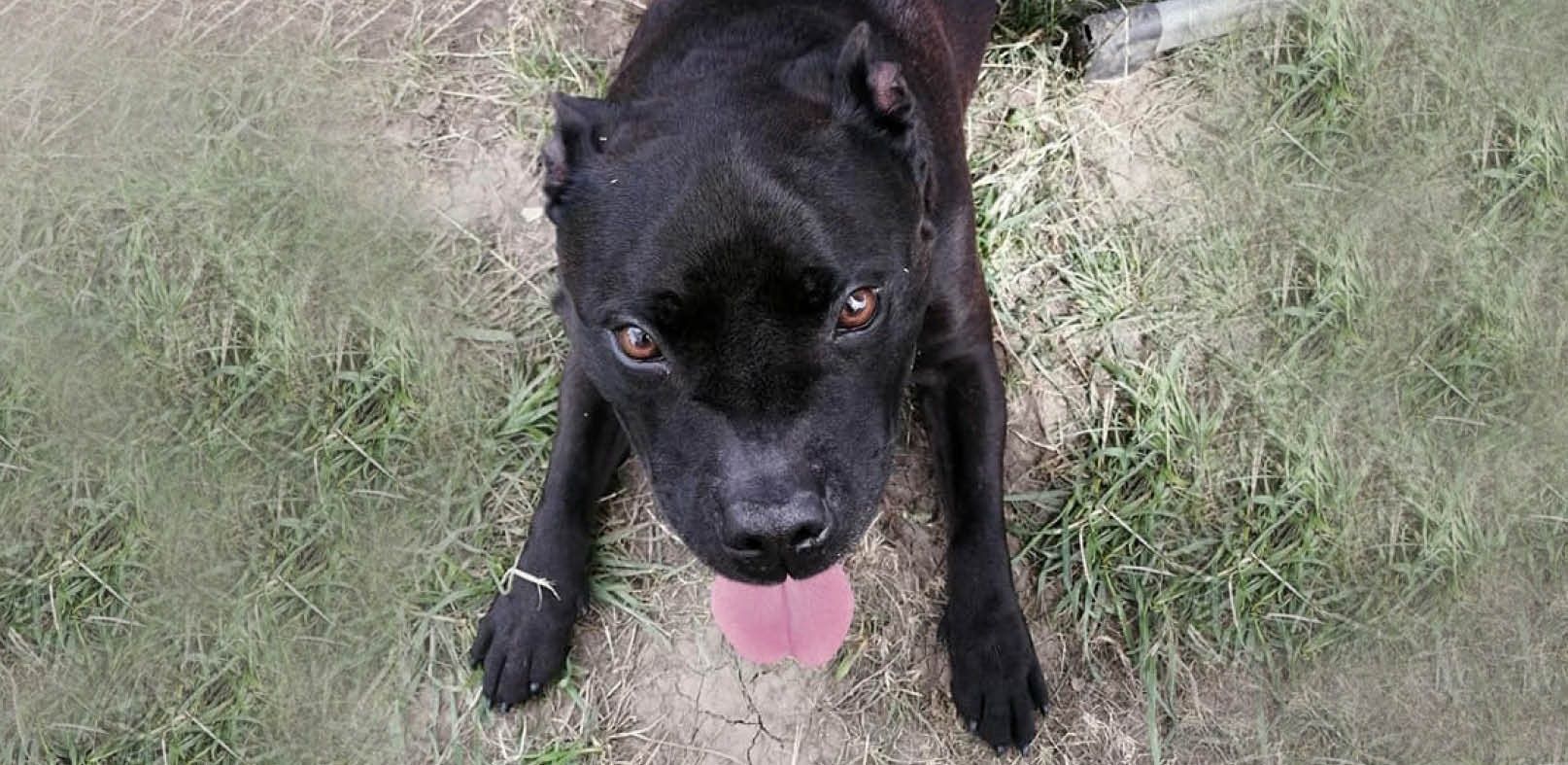 Den Unfall überstand Django zum Glück gut – auch dank zwei Jugendlichen die ihn von der Fahrbahn retteten.