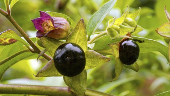 Die schwarzen Beeren des Nachtschattengewächs sollten keinesfalls gegessen werden!