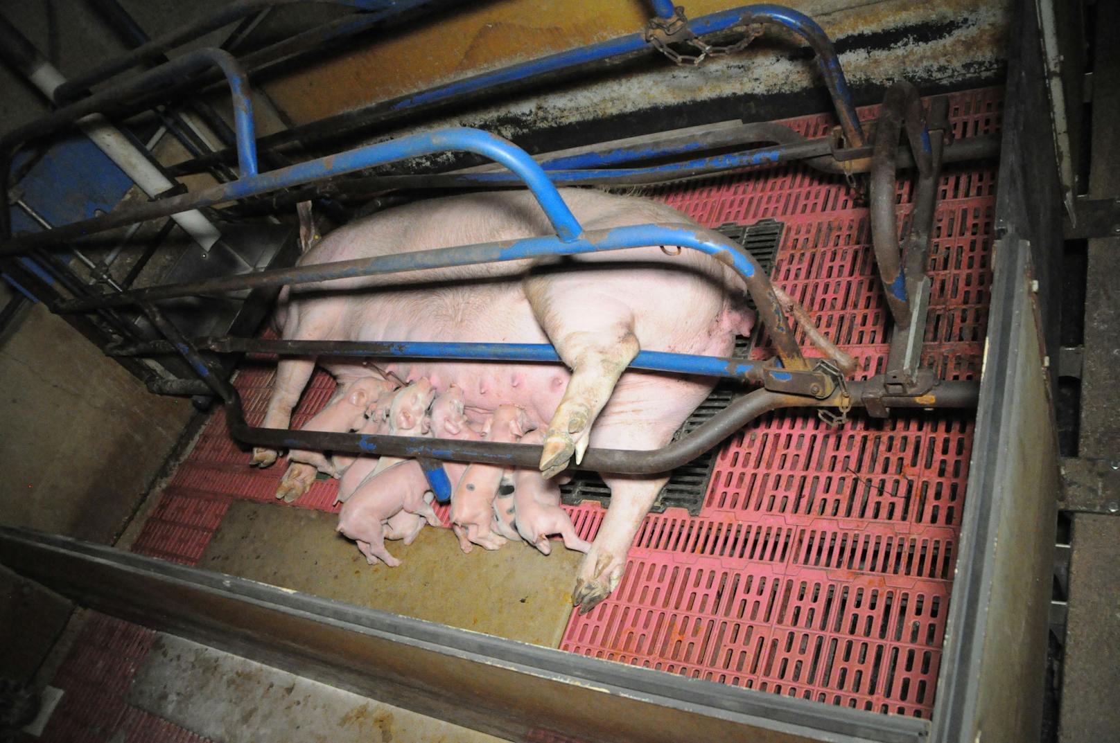 In mindestens drei Fällen wurden in einem burgenländischen Schweinezuchtbetrieb kleine Saugferkel brutal umgebracht. 