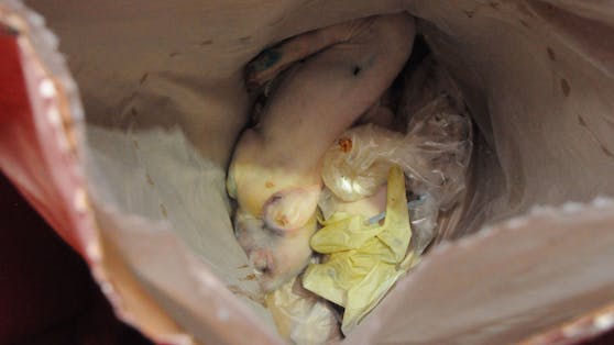 In einem burgenländischen Schweinezuchtbetrieb werden zu "kleine" Ferkel brutal erschlagen und im Restmüll entsorgt.