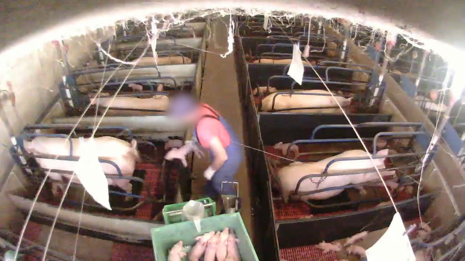 Der "Verein gegen Tierfabriken" setzte wieder versteckte Kameras ein. 