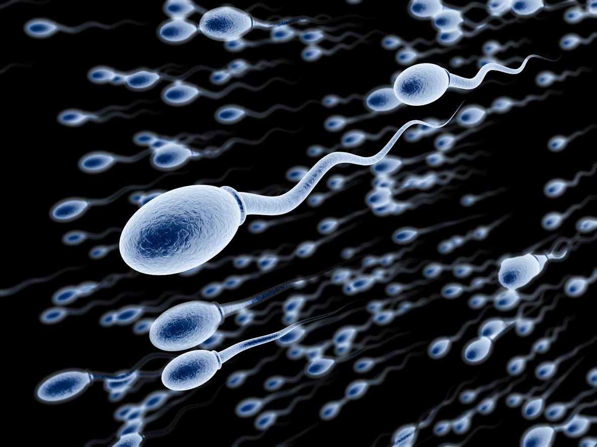 Swimming spermatozoa (with depth of field).