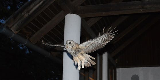 Welche Tiere kann man in der Nacht beobachten?