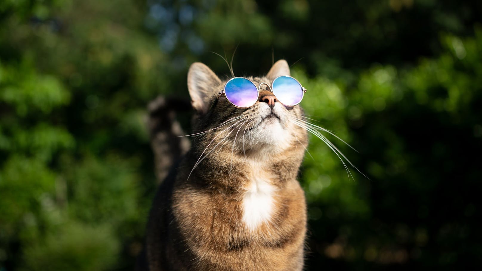 Auch wenn Katzen die Sonne in der Regel anbeten, kann ihnen zu große Hitze auch Probleme machen. 