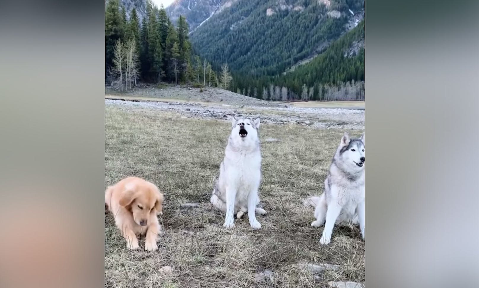 Das lustige Hunde-Trio "Nico", "Jackson" und Goldie-Hündin "Zoey" bringen täglich Instagram zum Lachen. 