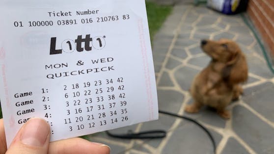 Beim Gassi-Gang mit seinem Hund erfuhr der Australier von seinem Millionengewinn. Symbolbild