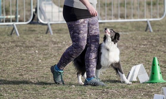 "Rally Obedience" vereint diverse Hundesportarten und fordert das Köpfchen unserer Vierbeiner.