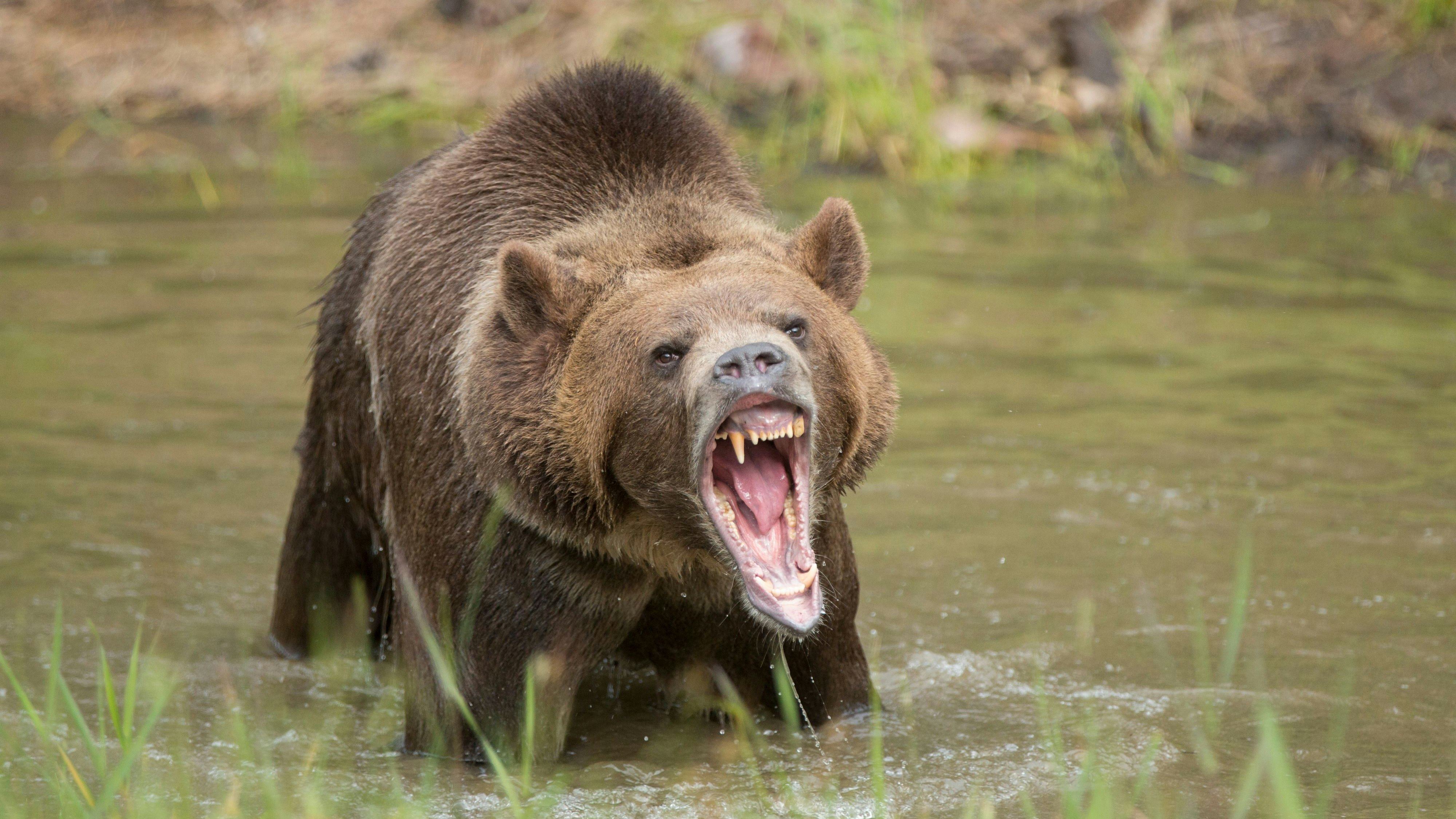 Grizzly bear in water growling, mouth open