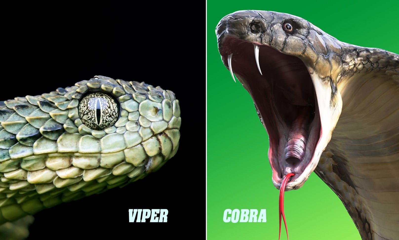 Obwohl die <strong>Cobra</strong> viel größer als die <strong>Viper</strong> ist, ist hier die kleine Giftschlange klar im Vorteil. Eine Viper iniiziert innerhalb von 79 Millisekunden etwa 50 Milligramm Gift - dies reicht für ein Pferd und mindestens fünf Cobras. Das Gift lähmt das Kreislaufsystem sofort und die Cobra würde wohl verlieren. <br>