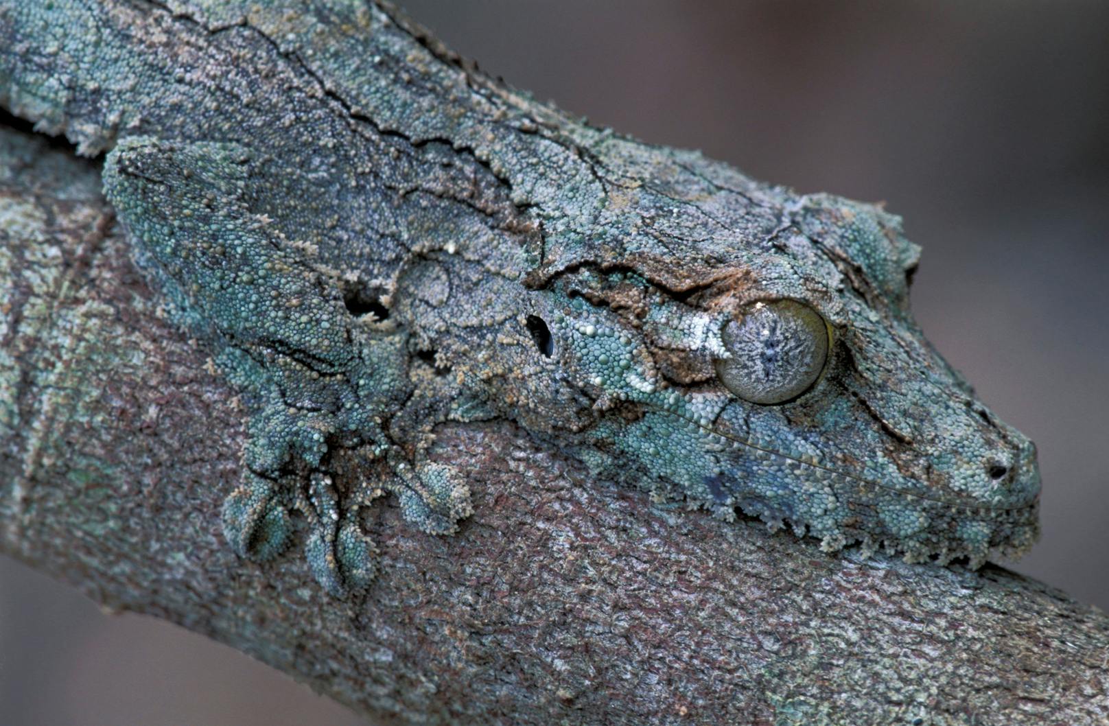 Der Blattschwanzgecko ist in Madagaskar zuhause. 