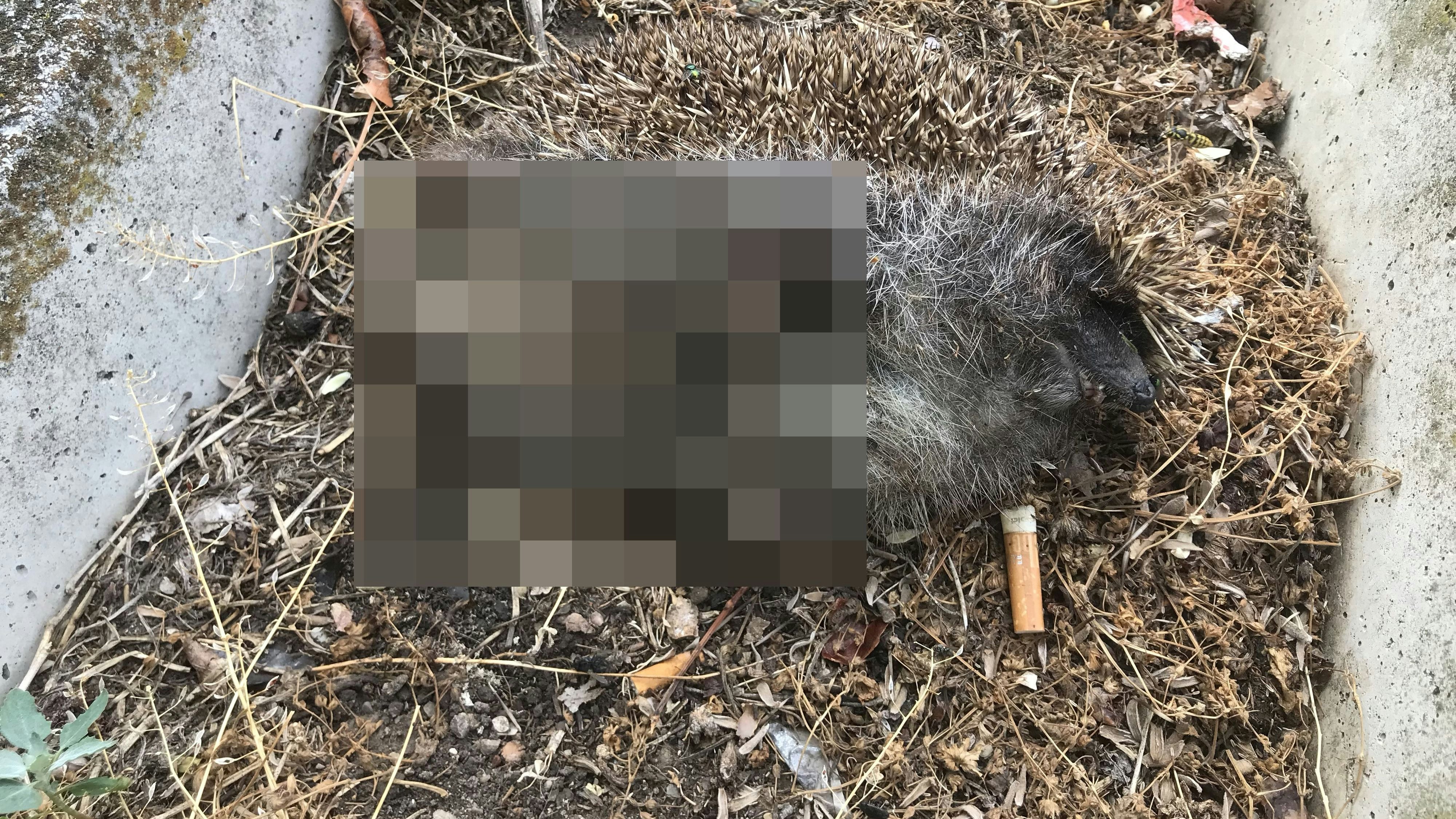 Am Fräbereigelände in Möllersdorf treib seit März 2021 ein Tiermörder sein Unwesen. Zuerst waren es Zicklein - nun Igel. 