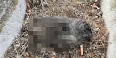 NÖ: Tierhasser nimmt Andenken von getöteten Tieren mit