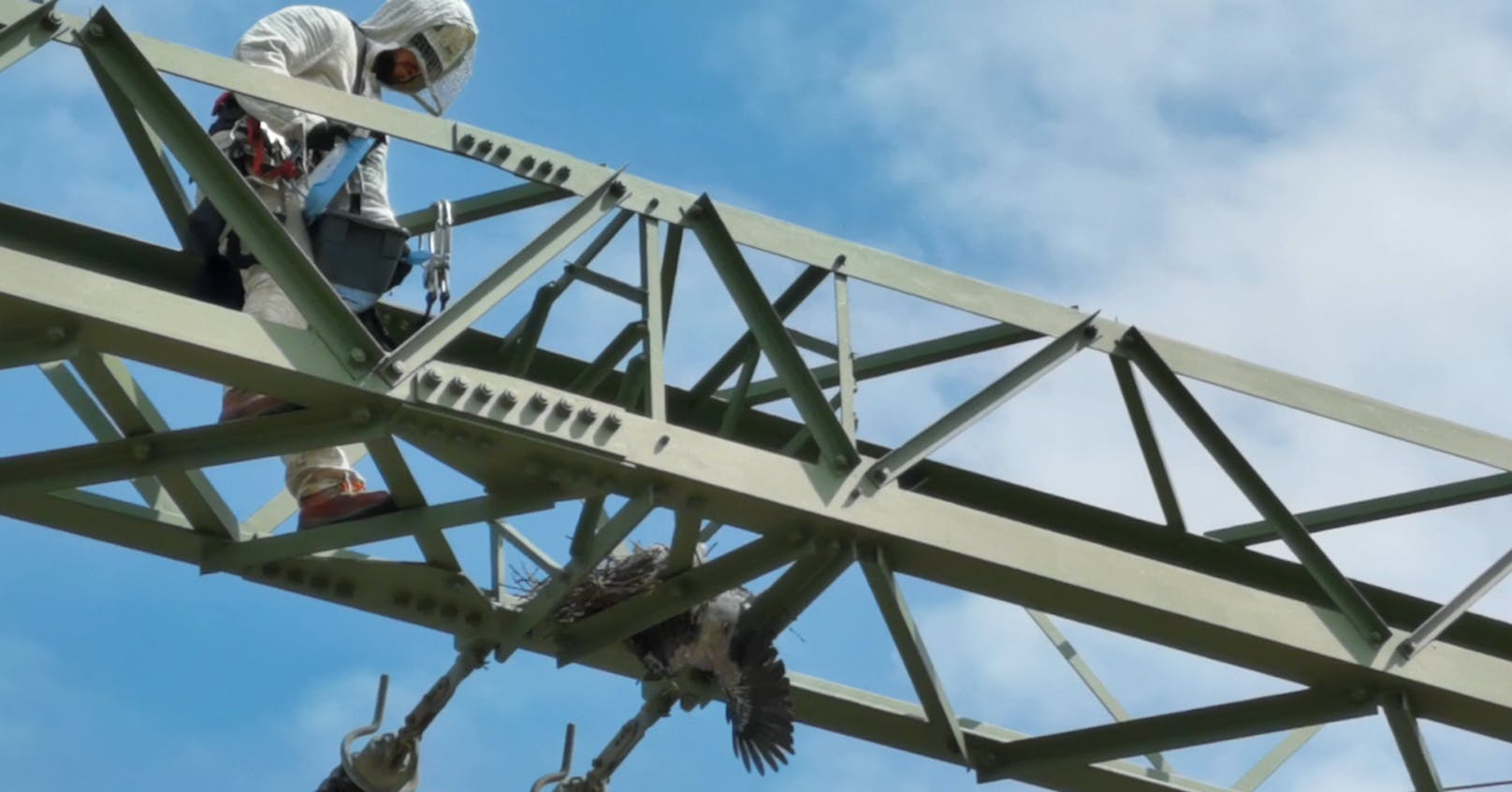 Ein Mitarbeiter der Wiener Netze eilte einem verhedderten Vogel zu Hilfe