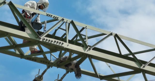 Hoch Spannende Rettung Wiener Krahe Von Mast Befreit Leser Heute At