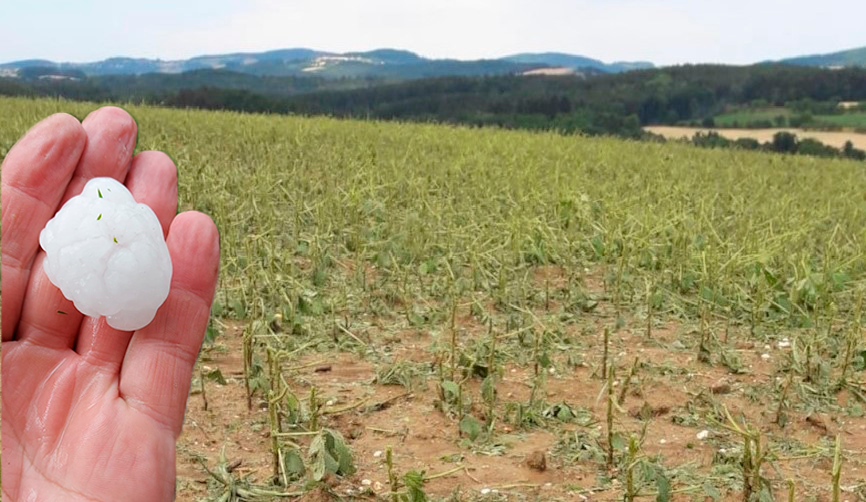 Ein Soja-Feld in Oberschützen/Burgenland und ein Hagel-Geschoß aus Floing/Steiermark