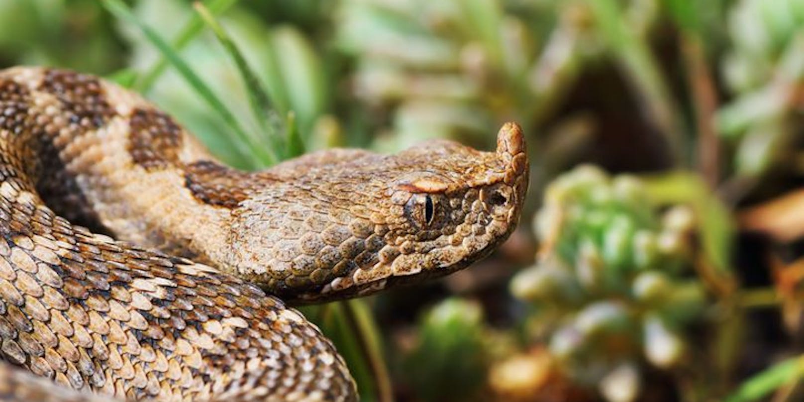 Die Hornviper gilt als eine der giftigsten Schlangen in Europa. Ihr Biss endete nun für einen 23-Jährigen tödlich.