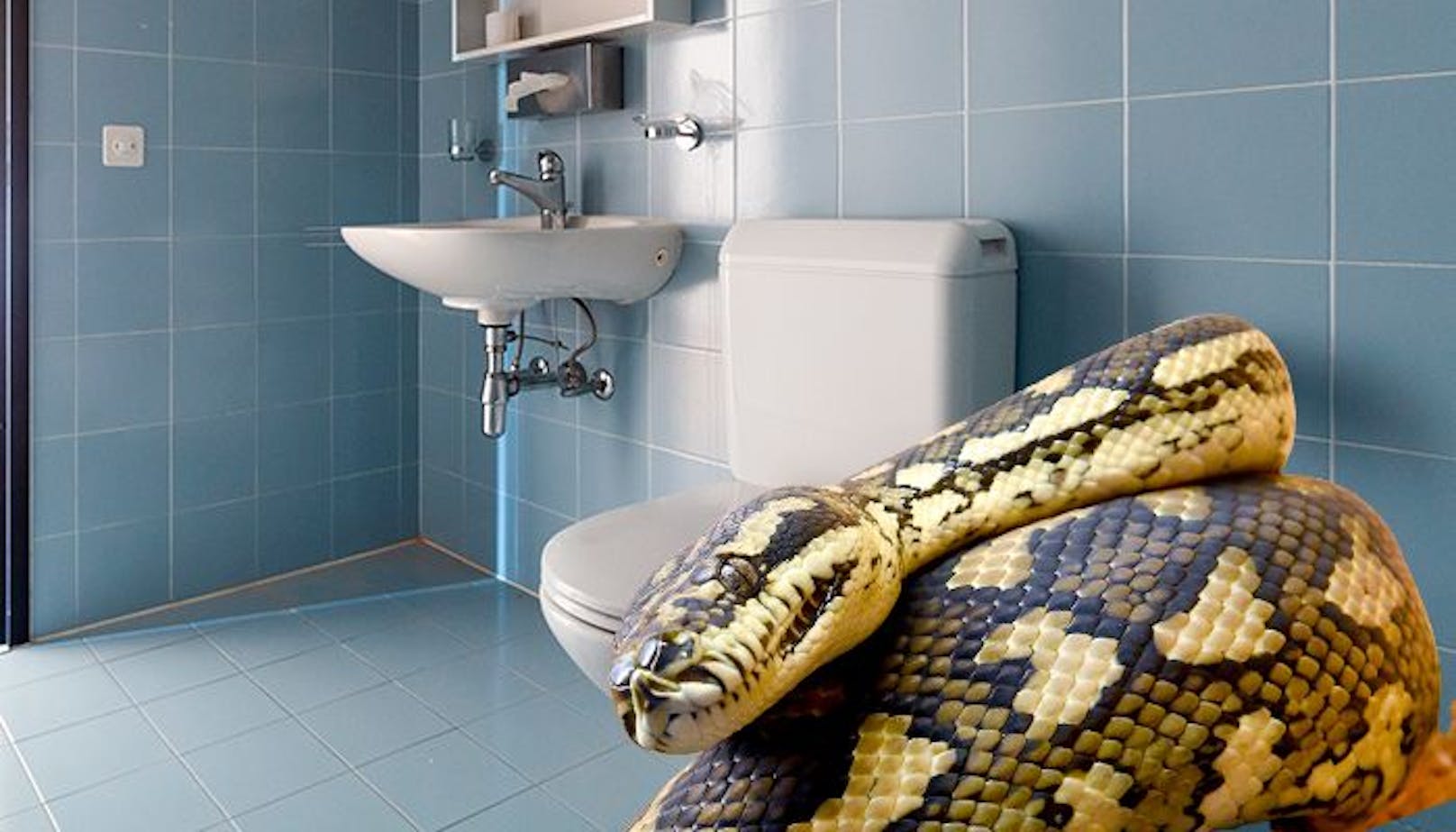 Fälle von Schlangen im WC häufen sich derzeit in Österreich.