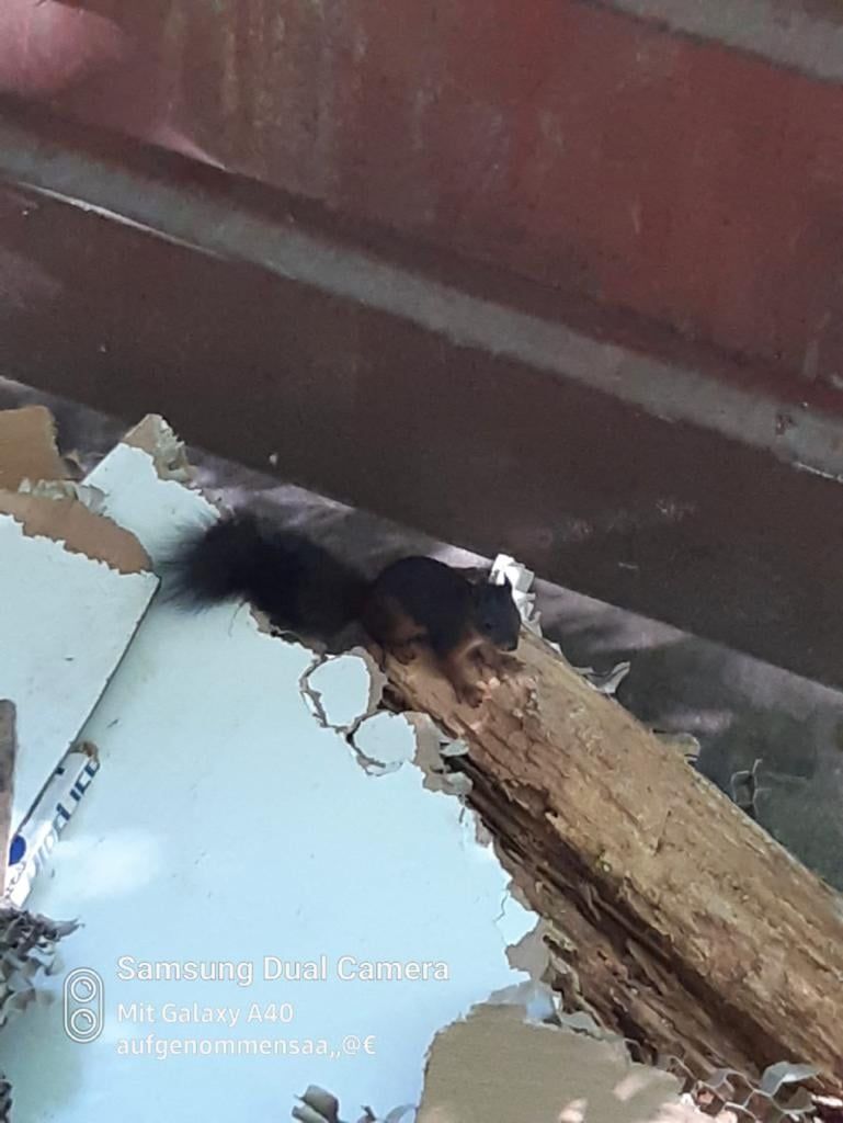 Das kleine Eichhörnchen konnte nicht mehr aus dem Container heraus.