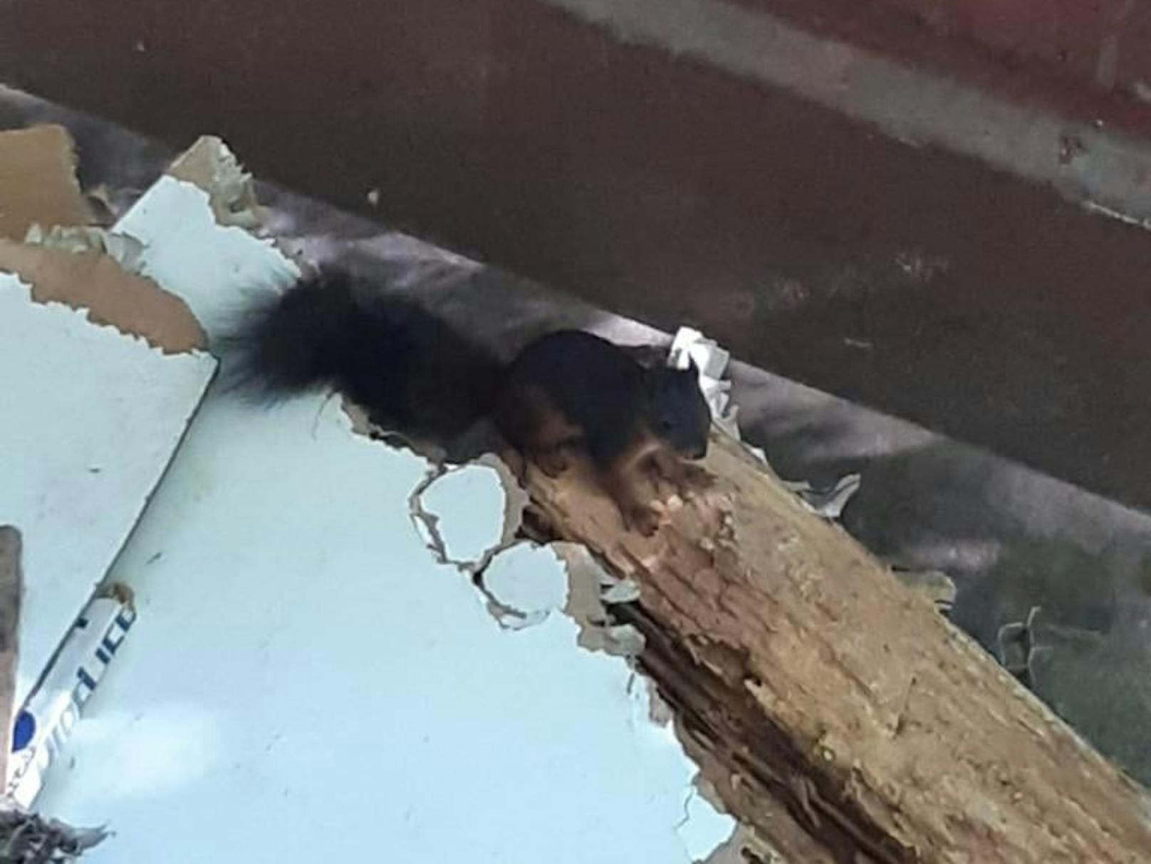 Das kleine Eichhörnchen konnte nicht mehr aus dem Container heraus.