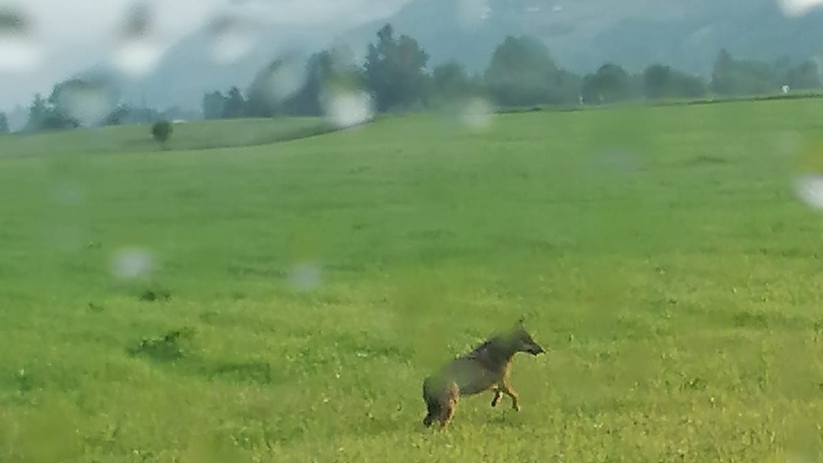 in Wolf ist Samstagfrüh, 12. Juni 2021, in Bruck an der Glocknerstraße (Pinzgau) von zwei Passanten beobachtet worden, wie dieser auf einem Radweg spazierte und eine angrenzende Wiese durchstreifte. Das Tier lief einen Berg hoch und verschwand im Wald