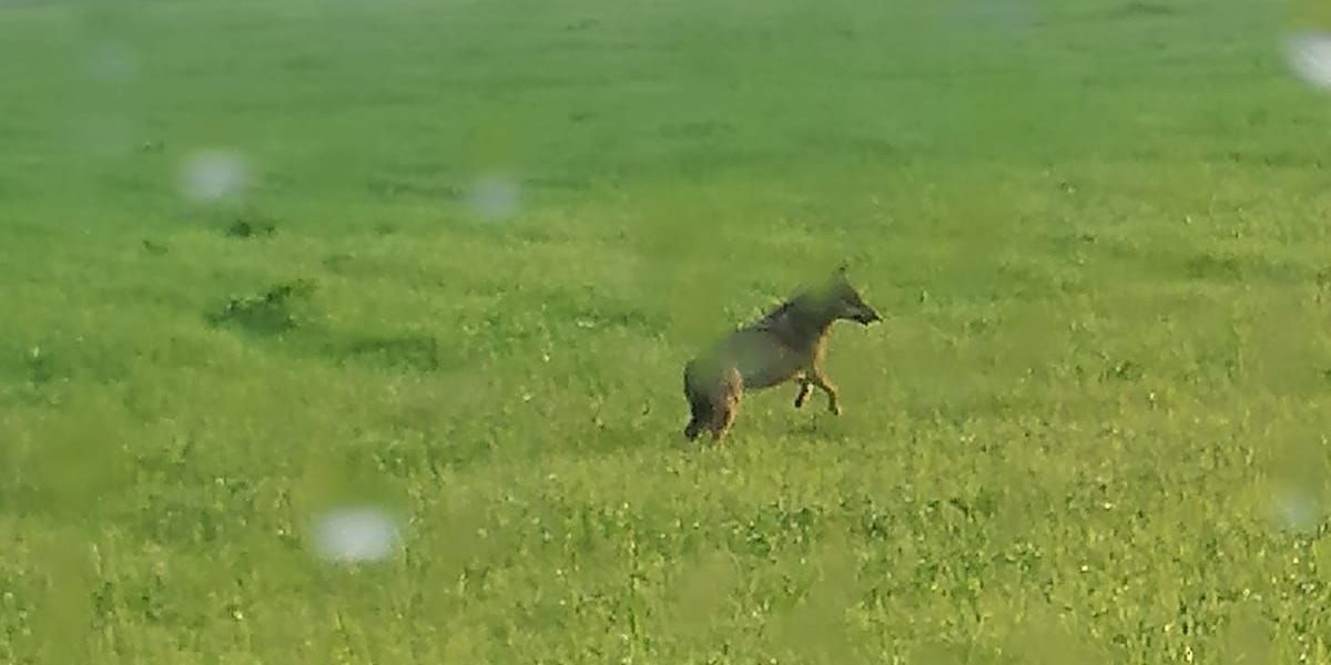 in Wolf ist Samstagfrüh, 12. Juni 2021, in Bruck an der Glocknerstraße (Pinzgau) von zwei Passanten beobachtet worden, wie dieser auf einem Radweg spazierte und eine angrenzende Wiese durchstreifte. Das Tier lief einen Berg hoch und verschwand im Wald