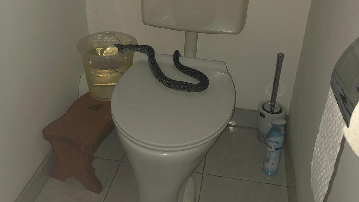 Die Schlange kam zum Schrecken der Frau aus dem Klo gekrochen.