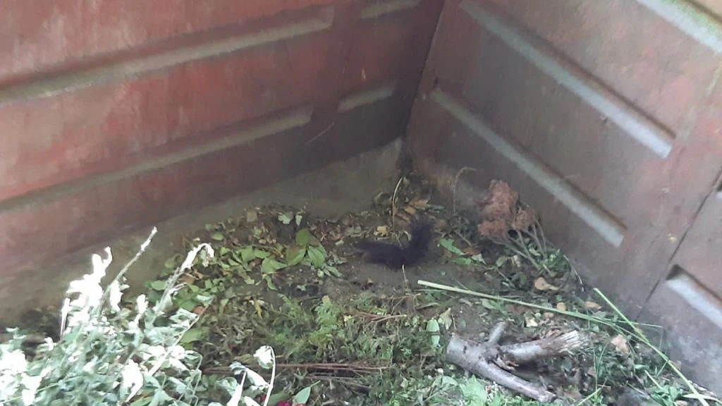 Das Tier wurde aus dem Container befreit.