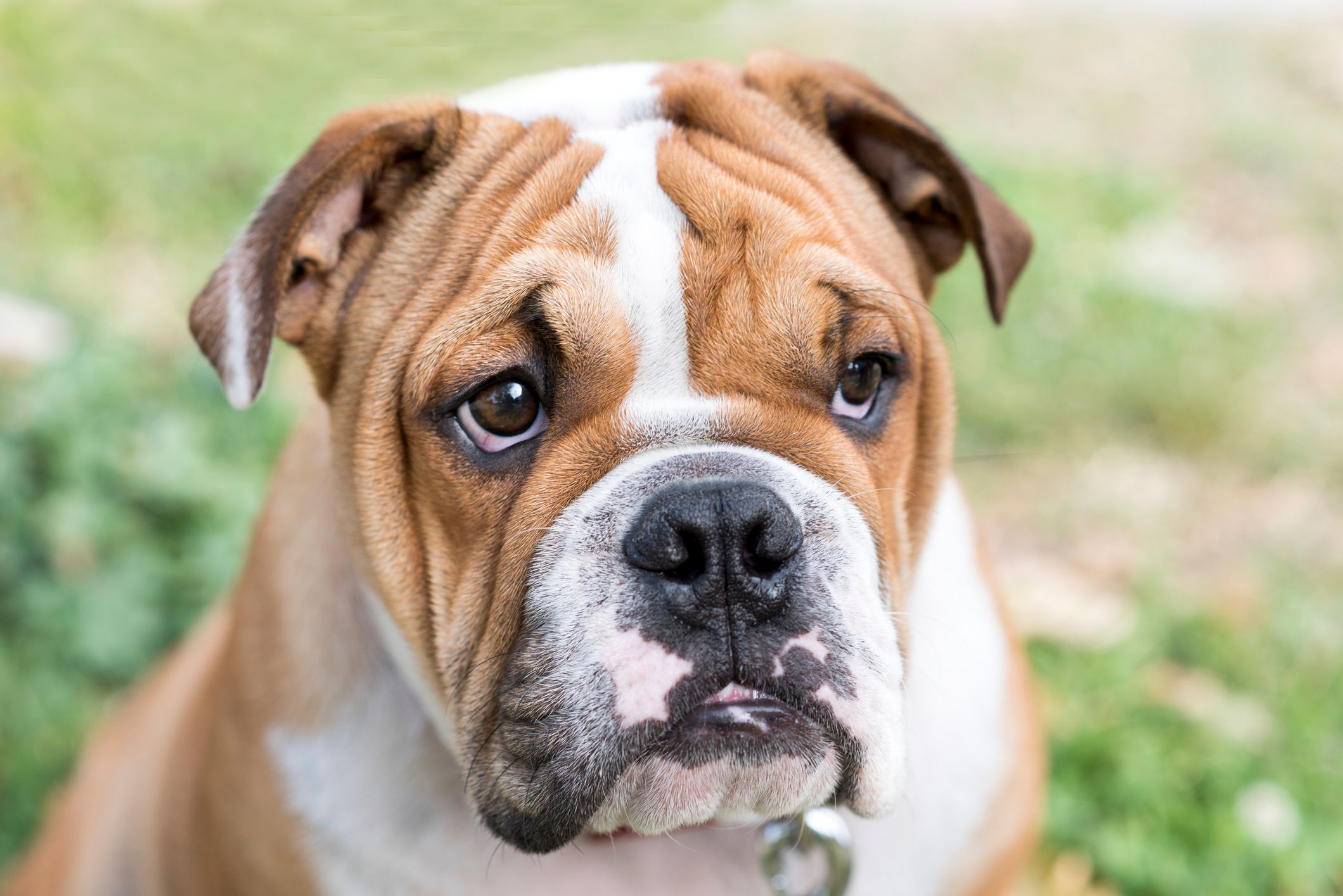Stirbt die englische Bulldogge bald aus? 