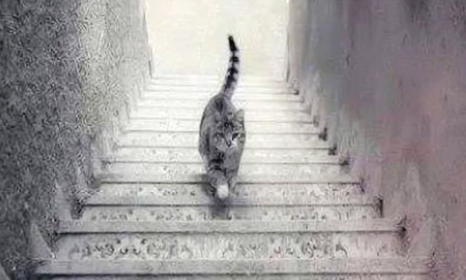 Gefinkelt! Läuft die Katze eine Treppe hinauf, oder hinunter?? 